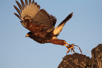 Falconry