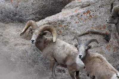 Desert Bighorn Sheep Ram