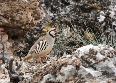 Game Birds