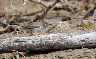 Wrens