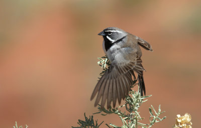 Sparrows