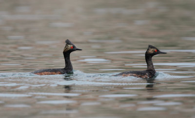 Waterfowl