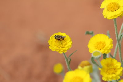bees_and_wasps