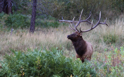 Elk
