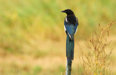 Misc. Birds