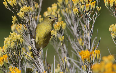 warblers