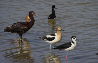 Shore and Wading Birds