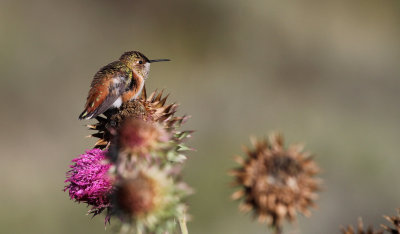 Hummingbirds