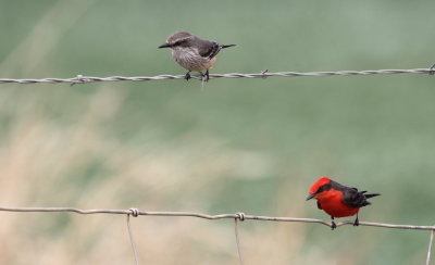 Flycatchers