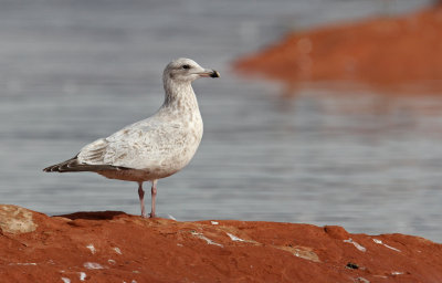 Herring Gull