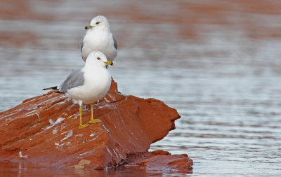 Ring-billed Gull