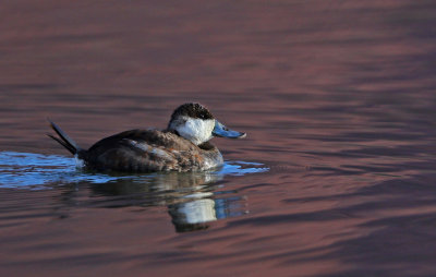 Ruddy Duck