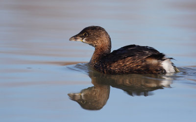 Pied-billed Grebe