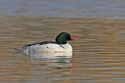 Common Merganser