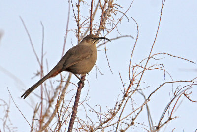 Crissal Thrasher