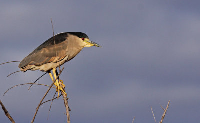 Black-crowned Night Heron