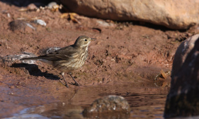 American Pippit