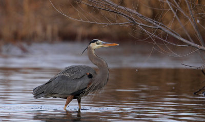 Great Blue Heron