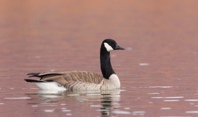Canada Goose