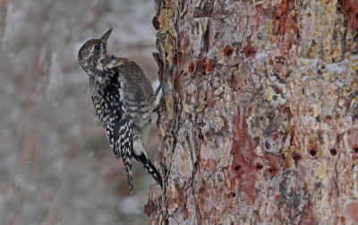 Yellow-bellied Sapsucker