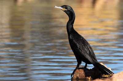 Neotropic Cormorant