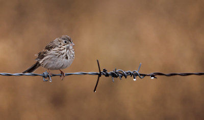 Vesper Sparrow