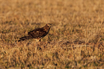 Northern Harrier