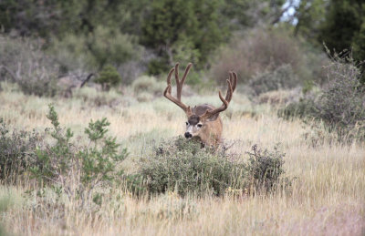 Mule Deer
