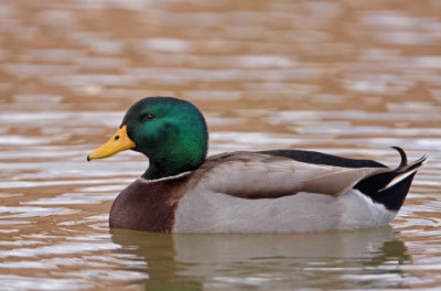 Mallard