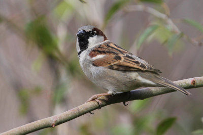 House Sparrow