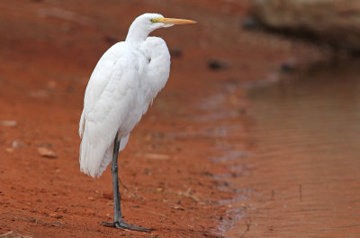 Great Egret