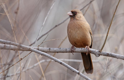 Abert's Towhee