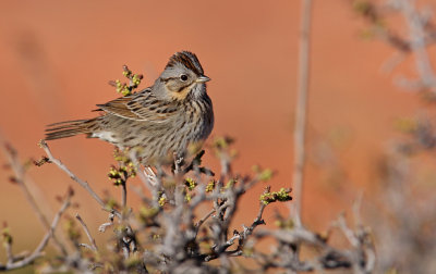 Lincoln's Sparrow