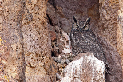 Great Horned Owl