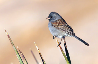 Black-chinned Sparrow