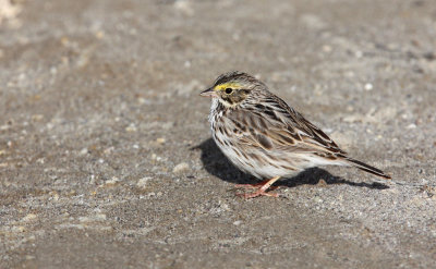 Savannah Sparrow