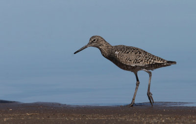 Willet