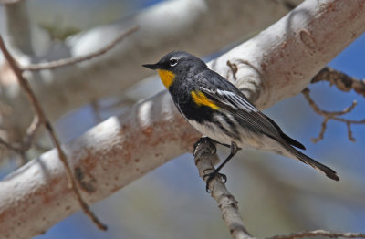 Yellow-rumped Warbler
