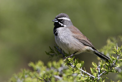 Black-throated Sparrow