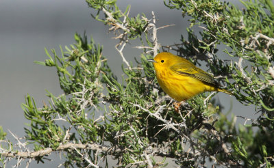 Yellow Warbler