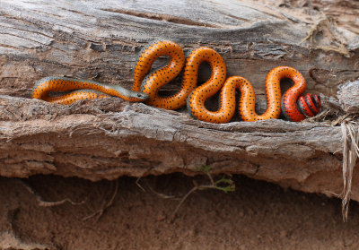 Reptiles and Amphibians