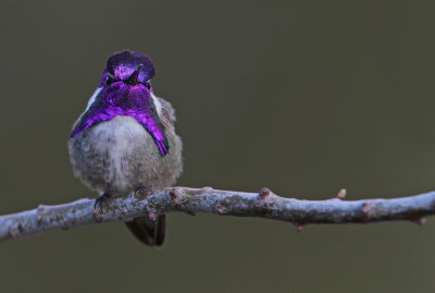 Costa's Hummingbird