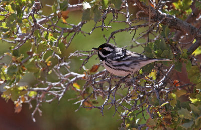 Black-throated Gray Warbler