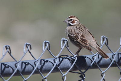 Lark Sparrow