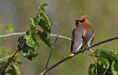 Cedar Waxwing
