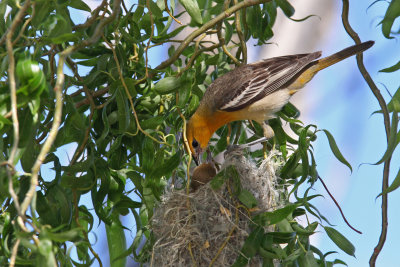 Bullock's Oriole