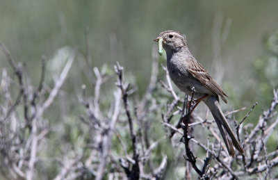 Brewer's Sparrow