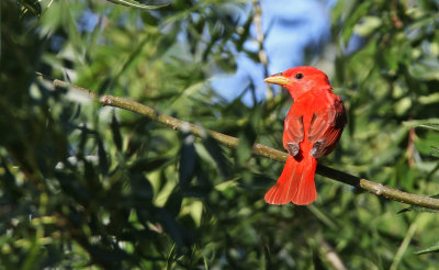 Summer Tanager
