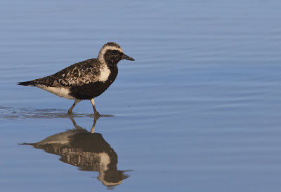 Black-bellied Plover