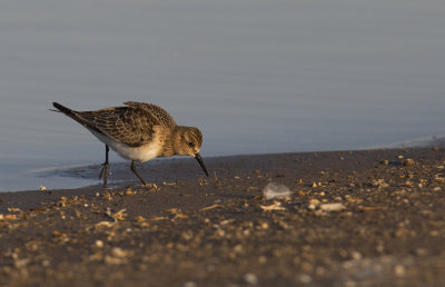 Baird's Sandpiper